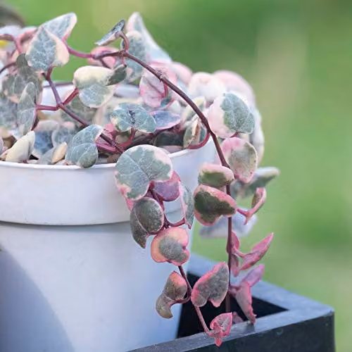 Thompson and Morgan Variegated String of Hearts Ceropegia woodii Succulent Indoor House Plant with Green and Pink Foliage in 8cm Pots – 2