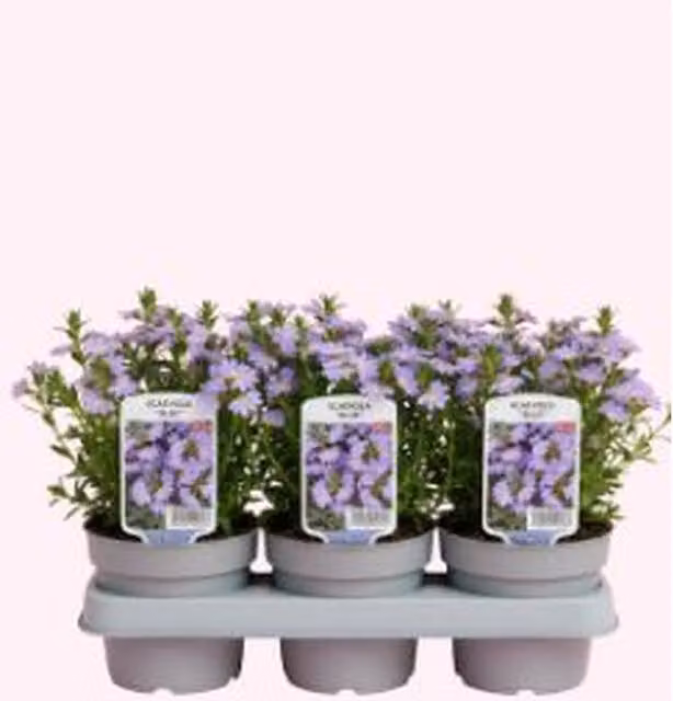 Plants By Post Scaevola Blue Fan Flower Bedding Plants, 3 Potted Plants