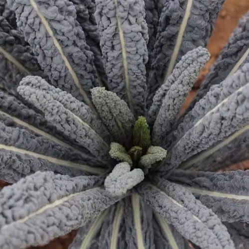 Thompson & Morgan Kale Cobra F1 Seeds, Dark Green Cavolo Nero Vegetable Seeds, 20 Seeds per Packet