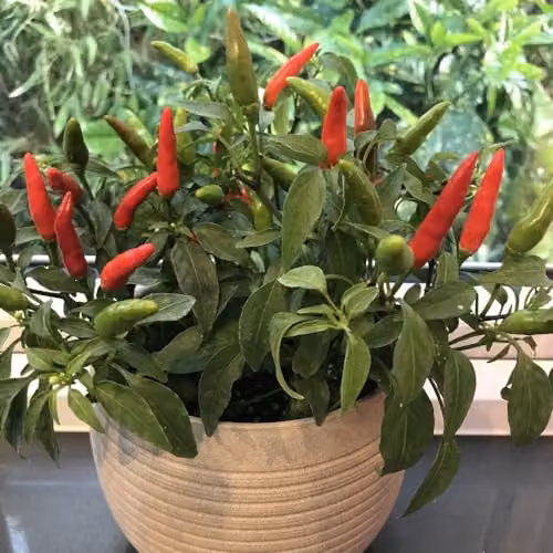 Thompson & Morgan Pepper Chilli Quick Fire F1 Fast-Maturing Compact Vegetable Seeds for Indoor Gardening