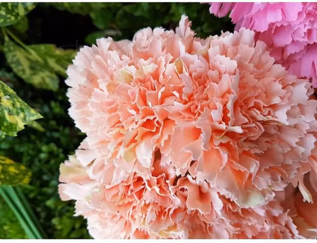 KDMD Natural Peach Carnation Bush in Orange