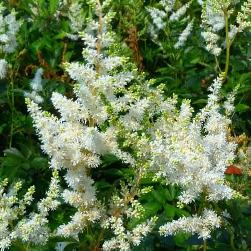 Thompson & Morgan Astilbe x arendsii Weisse Gloria White Hardy Perennial, 2 x 9cm Pots