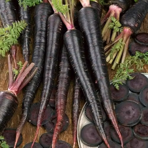 Thompson & Morgan Black Nebula Purple Carrot Seeds, 1x Seed Packet
