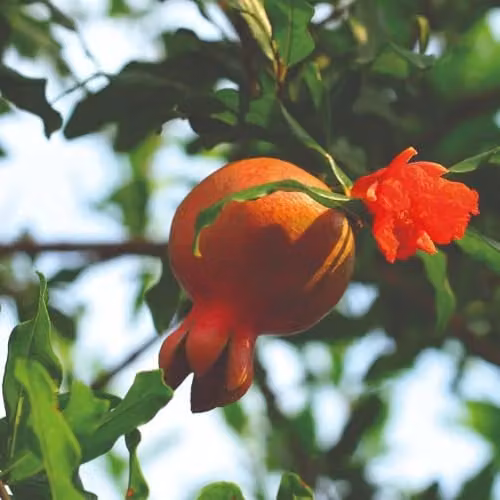 Thompson & Morgan Punica granatum Pomegranate Tree, Ornamental Deciduous Shrub with Orange Flowers and Edible Fruit, 3 x 15cm Pots
