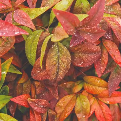 Thompson & Morgan Nandina Duo Heavenly Bamboo Magical Lemon and Lime and Blush Pink Hardy Evergreen Ornamental Shrubs, 4 x 9cm Potted Plants