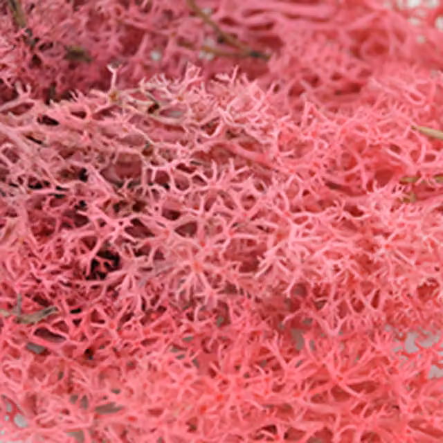 Natural Crafts Pink Coloured Reindeer Moss