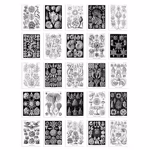 Artery8 50 Piece Botanical Haeckel Nature Collage Kit, Black and White Wall Art Prints, W: 14.8 cm, H: 10.5 cm