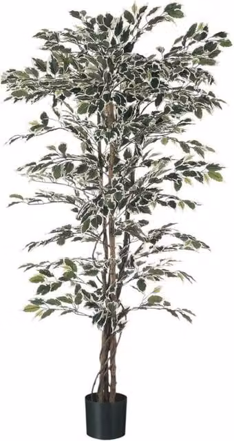 KDMD Green Variegated Ficus Potted Indoor Ornamental Tree, Height: 183 cm