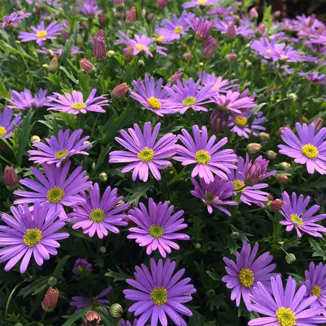 Plant Theory Set of 3 Brachyscome Violet Bedding Plants in 9cm Pots, Purple and Yellow Perennials