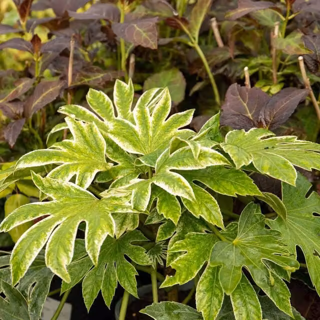 Marshalls Fatsia japonica Spider's Web evergreen ornamental shrub with white-speckled green foliage, 9cm