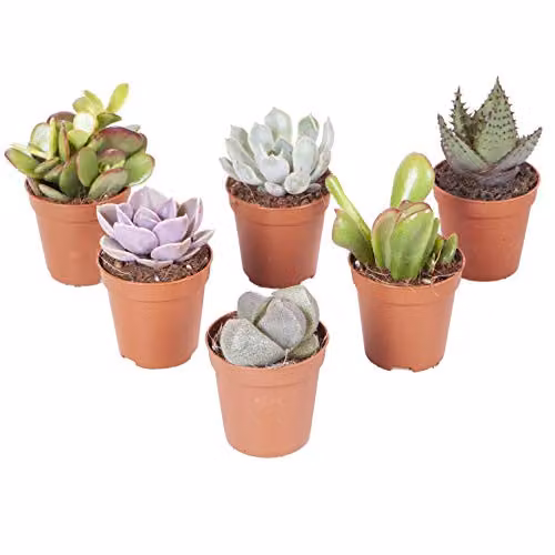 YouGarden Indoor Succulent Plant Collection of Six Established Green Plants in 5.5cm Pots – 2