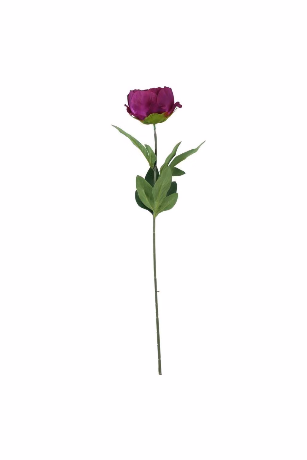 KDMD Purple Arundel Garden Peony 5 Pack – 3