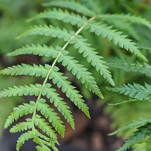 Thompson and Morgan Dicksonia Antarctica Australian Tree Fern, Green, 91.44 cm Trunk Height