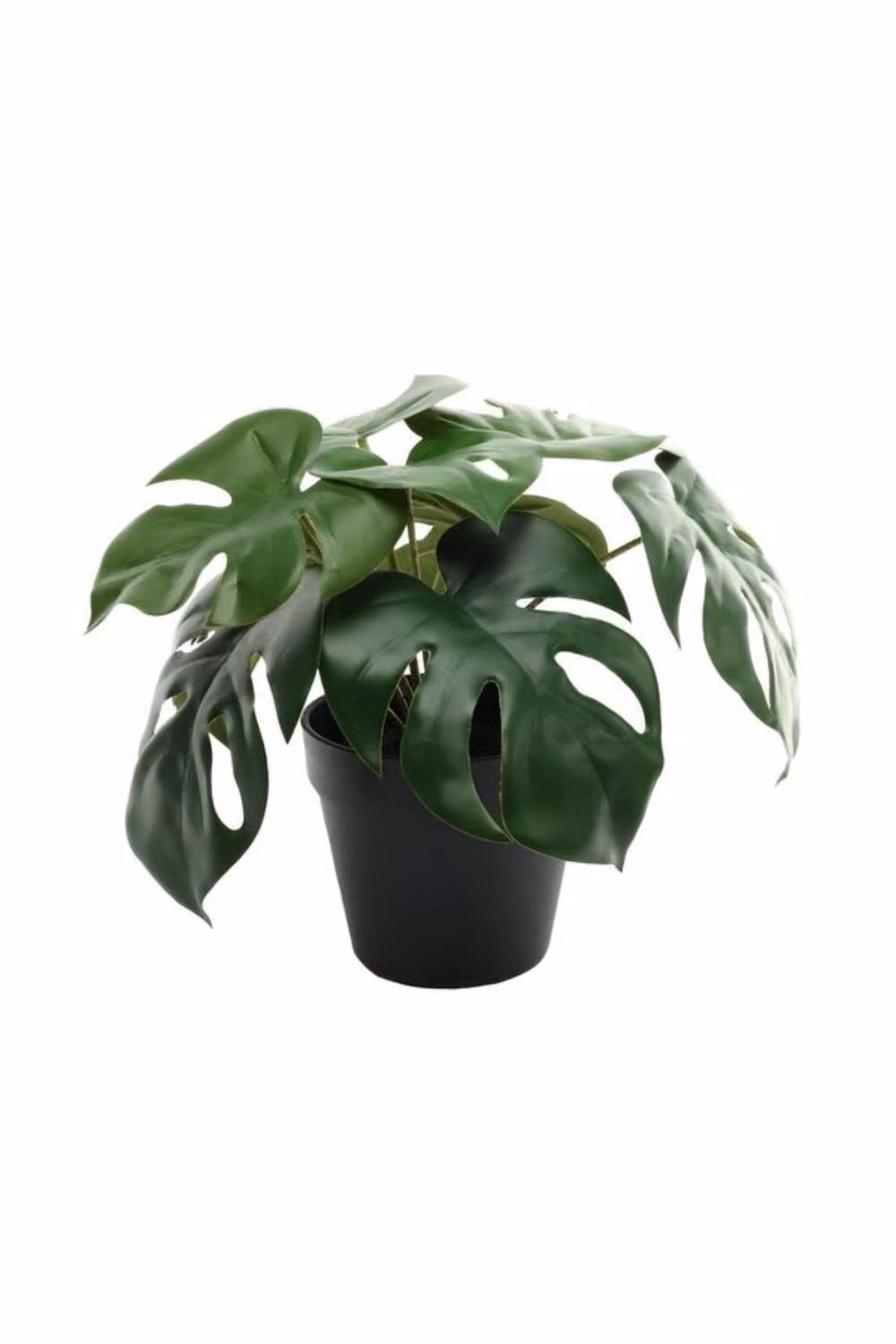 KDMD Monstera Potted Green Houseplant, Height: 23 cm – 2