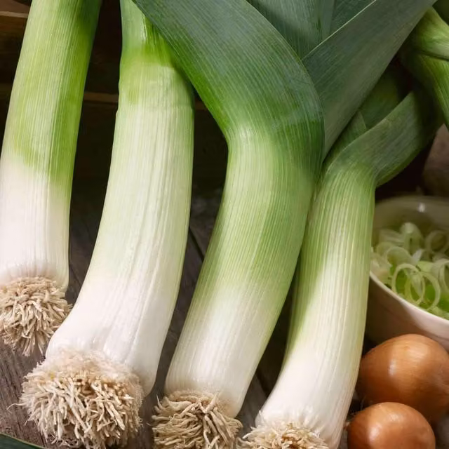 Marshalls Garden Terminal Early Variety Leek Seeds, 300 Seeds