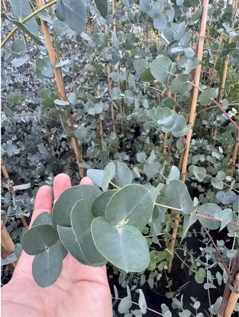 Direct Plants Eucalyptus Dalrympleana Evergreen Tree, Green and Blue, 5-6ft in a 5 Litre Pot
