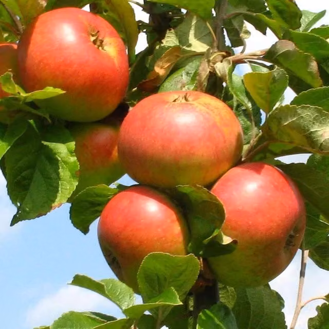 Direct Plants Dwarf James Grieve Apple Fruit Tree, Red, 5L Pot, M26 Rootstock