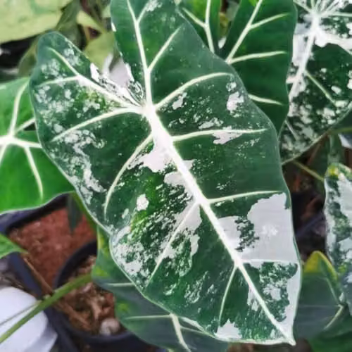 Thompson & Morgan Alocasia Cuprea Frydek Variegata Indoor Houseplant with White and Green Variegated Foliage, 12cm Pot