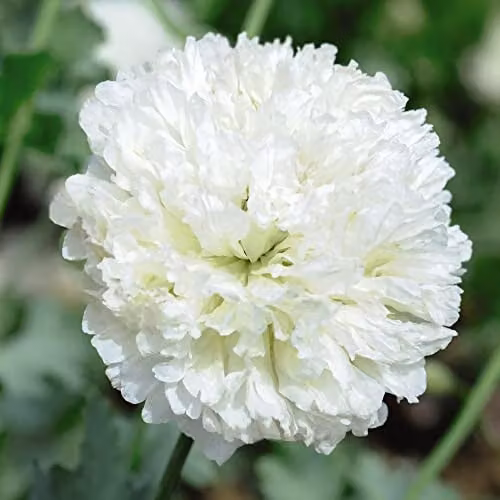 Thompson & Morgan Applegreen Opium Poppy Papaver somniferum Hardy Annual Flower Seeds, Green Blooms, Approx. 60 Seeds