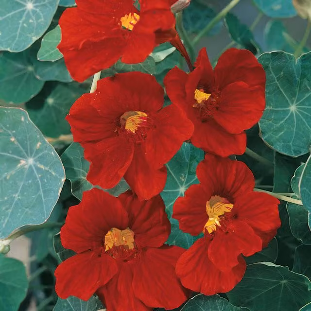 Unwins Crimson Emperor Nasturtium Red Flower Seeds