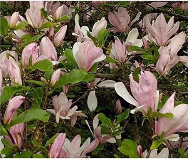 Direct Plants Magnolia George Henry Kern Ornamental Tree, Pink, 3-4ft, 3L Pot