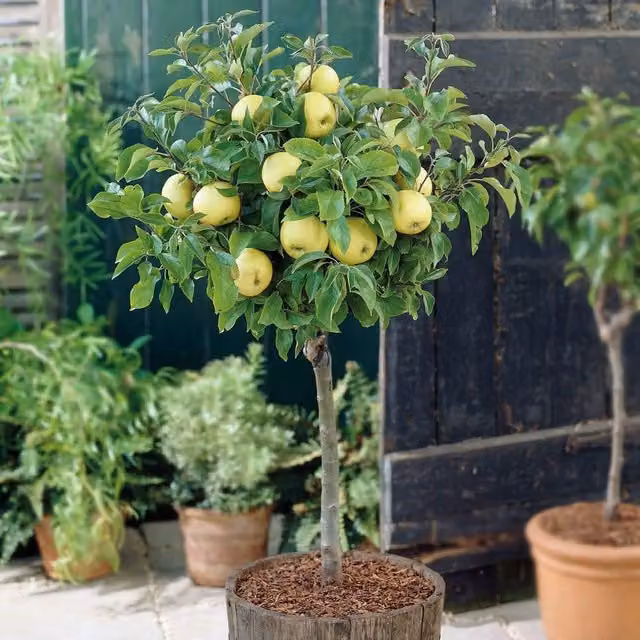 Thompson & Morgan Malus Mini Yellow Golden Apple Fruit Tree