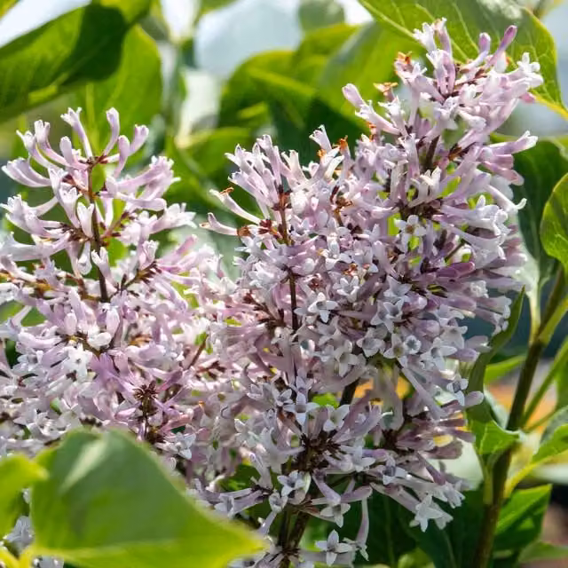 Marshalls Garden Syringa patula Miss Kim Ornamental Shrub, Purple, White and Red