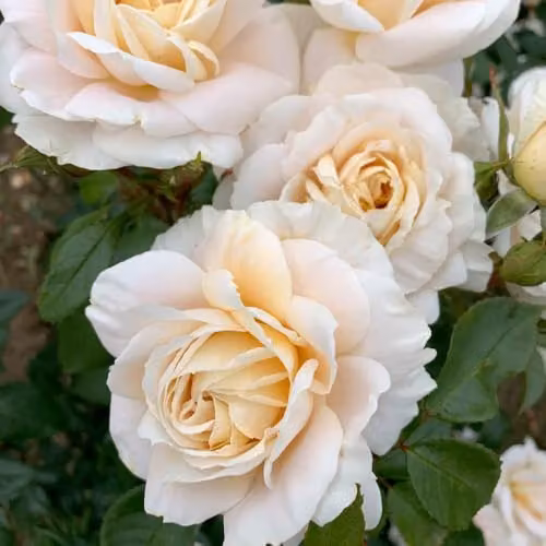 Thompson & Morgan Rose Champagne Moment Bare Root Ornamental Shrub with Apricot and Multicolour Blooms – 3