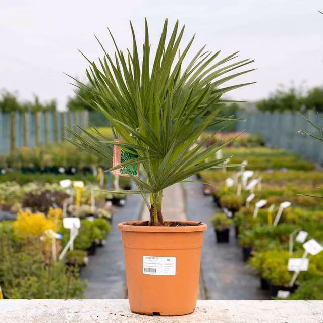 Marshalls Garden Chamaerops humilis Green Outdoor Ornamental Tree