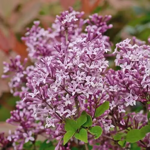 Thompson & Morgan Dwarf Lilac Palibin Standard Fragrant Purple Spring Blooms, 3 x 2 Litre Potted Ornamental Shrubs