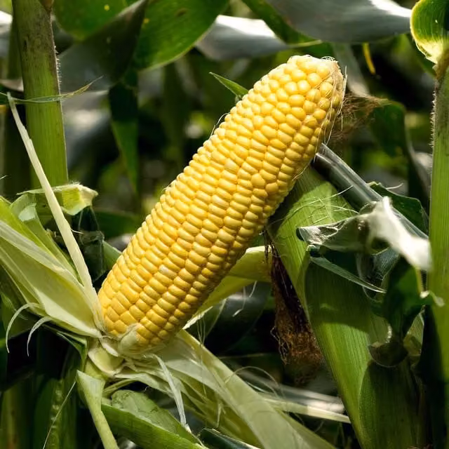 Marshalls Garden Sweetcorn Seeds Strong Star F1 Early Super-Sweet High Yield, 50 Seeds