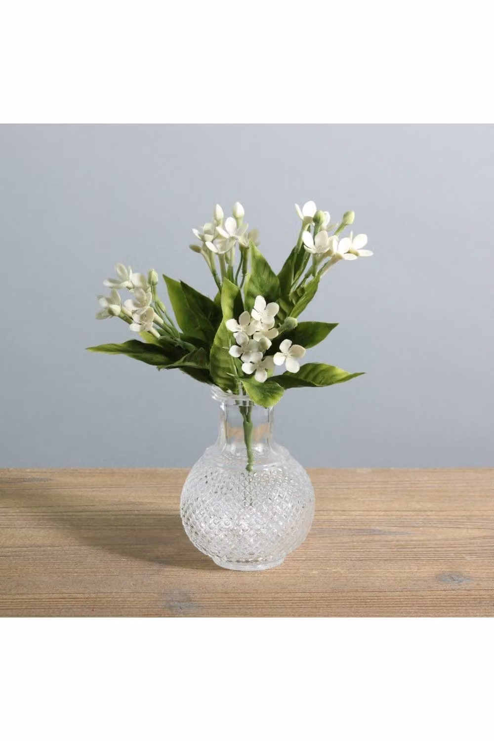 KDMD White Jasmine Bush 3 Pack, Height: 23 cm – 2
