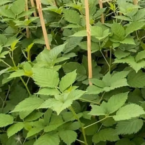 Thompson & Morgan Rubus Navaho Bigand Early Thornless Blackberries in a 3 Litre Pot