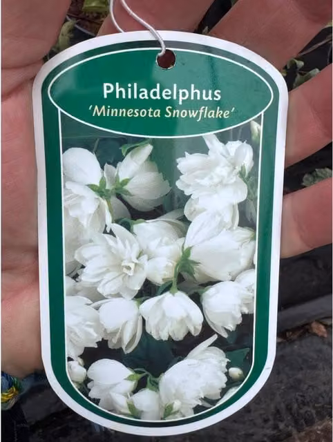 Direct Plants 3x Mixed Extra Large Philadelphus Mock Orange Ornamental Shrubs in 3L Pots, White and Green