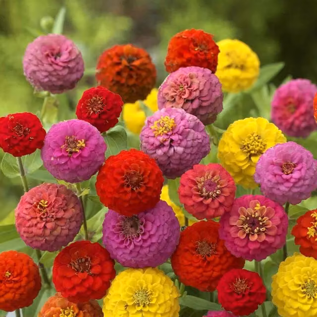 Unwins Cupid Mix Multicolour Zinnia Flower Seeds