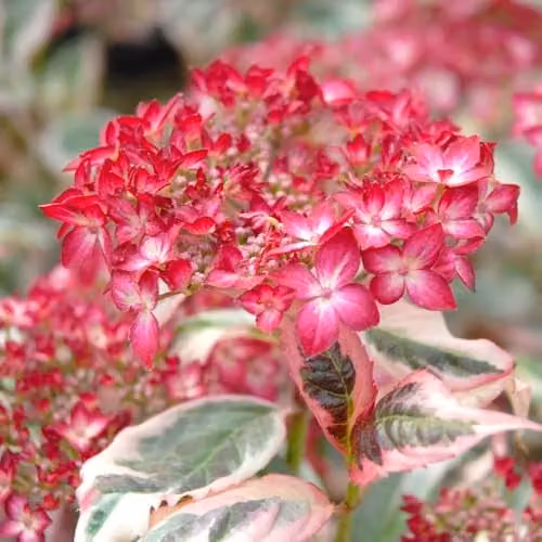 Thompson and Morgan Hydrangea serrata Euphoria Pink Ornamental Shrub with Pink, White and Green Foliage, 15cm Pot