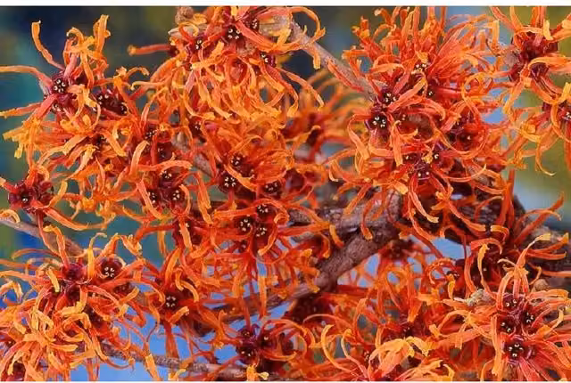 Direct Plants Orange Witchhazel Hamamelis Beauty Ornamental Shrub Plant