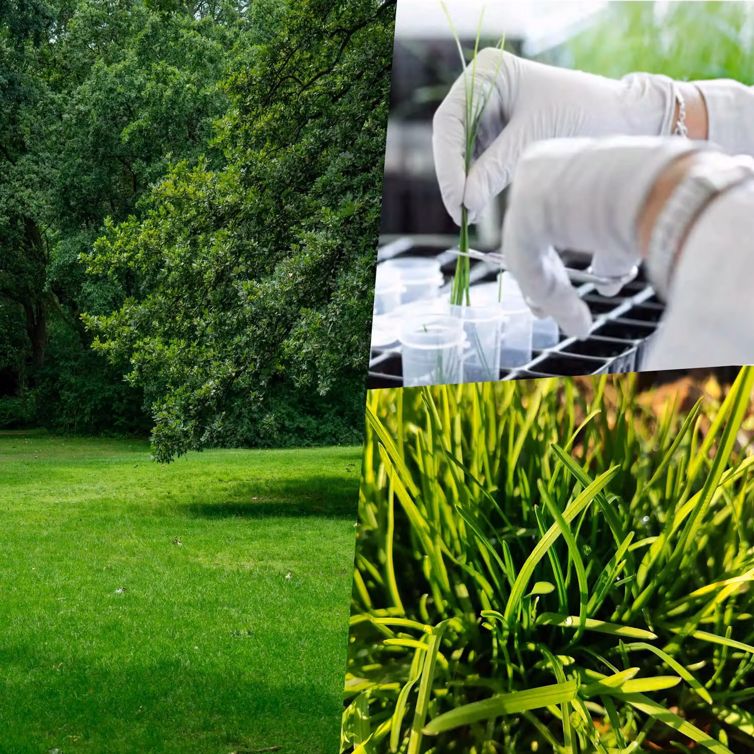Pegdev PDL Fast Growing Grass Seed for Lawns, 20kg – 4