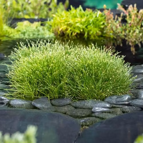 Thompson & Morgan Isolepis Cernua Fiber Optic Marginal Aquatic Plant, Green, 11cm Basket – 2