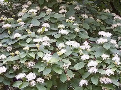 F&G Supplies Native Dogwood Cornus Sanguinea Bare Root Hedging Plants, 10 Pack, Height: 30-60 cm