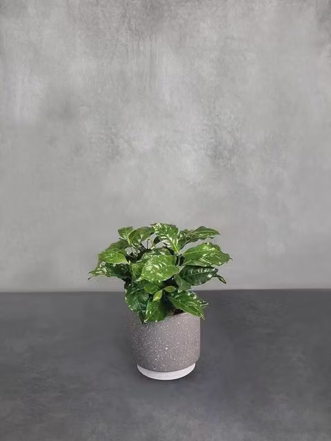 All Occasions Real Indoor Houseplant in a Green Ceramic Pot