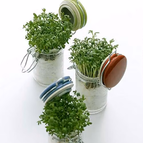 Thompson & Morgan Hardy Cress Extra Curled Vegetable Herb Seeds, 4000 Seeds – 2