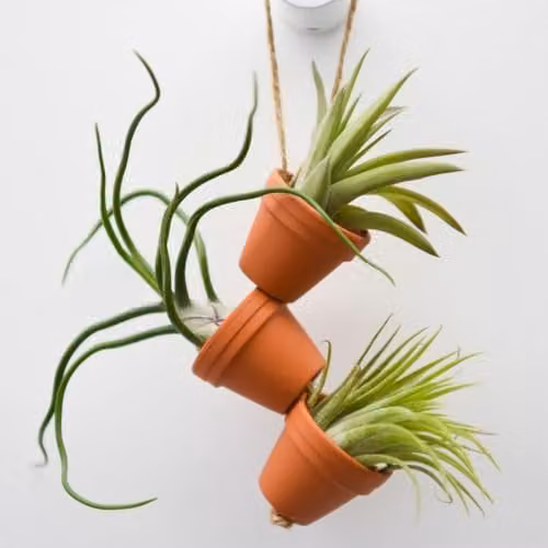 Thompson & Morgan Set of 6 Multicolour Ceramic Hanging Tillandsia Air Plant Mini Pots – 1