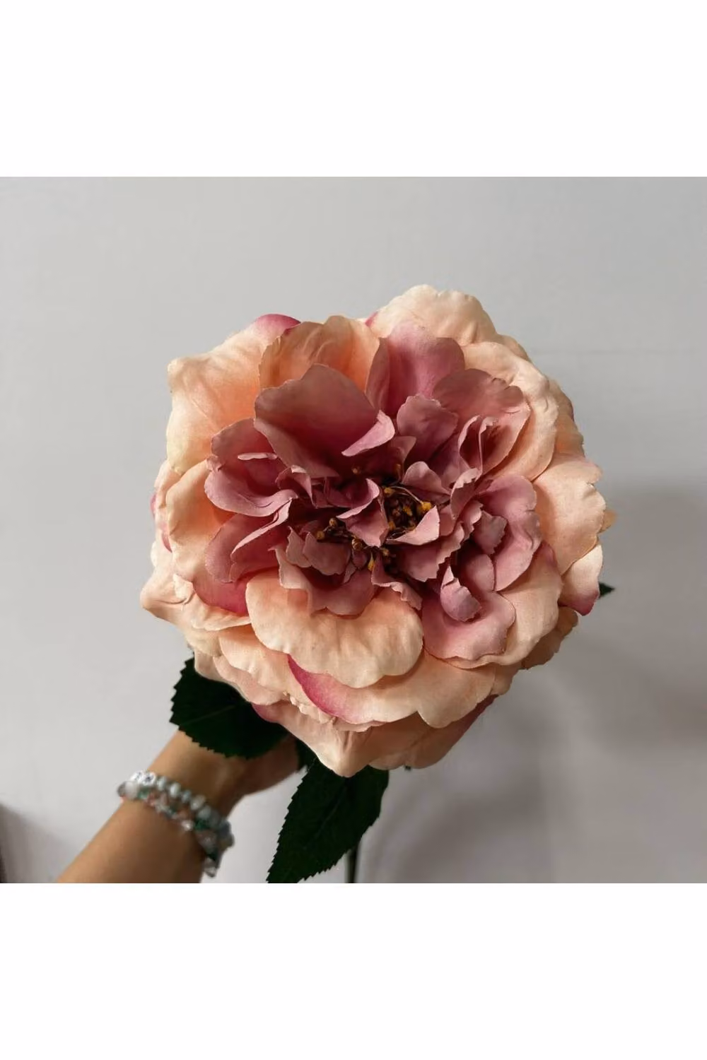 KDMD Balmoral Wild Pink Rose, 2 Pack, Height: 65 cm – 1