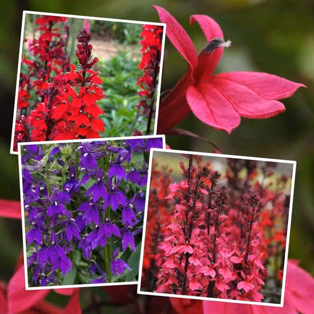 Marshalls Garden Lobelia Starship Collection, three pollinator-friendly summer bedding plants in blue, pink, red and multicolour