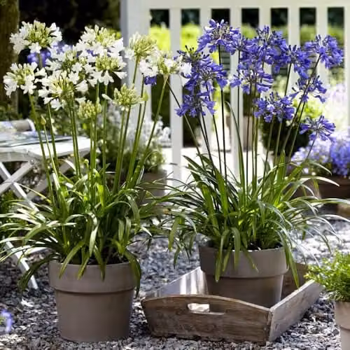 Thompson & Morgan Agapanthus Blue & White Collection Hardy Perennials, 6x Bare Roots and 2x 39cm Pots – 1