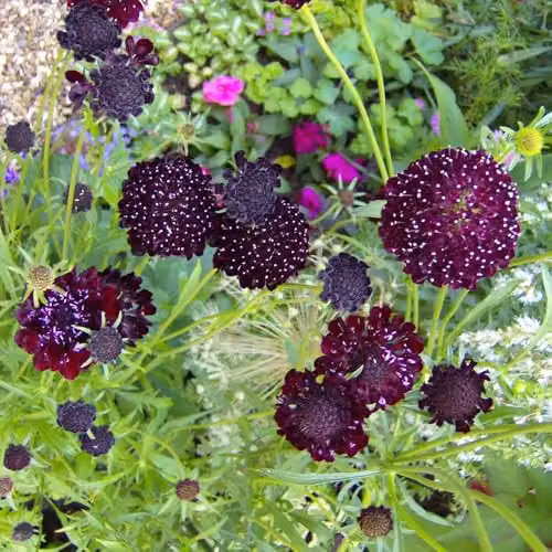 Thompson & Morgan Scabiosa Ace of Spades Flower Seeds, 25 Seeds per Packet – 2