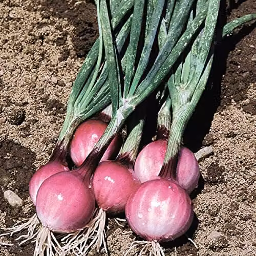 Thompson and Morgan Spring Onion Purplette Bunching Onion Seeds, 250 Seeds