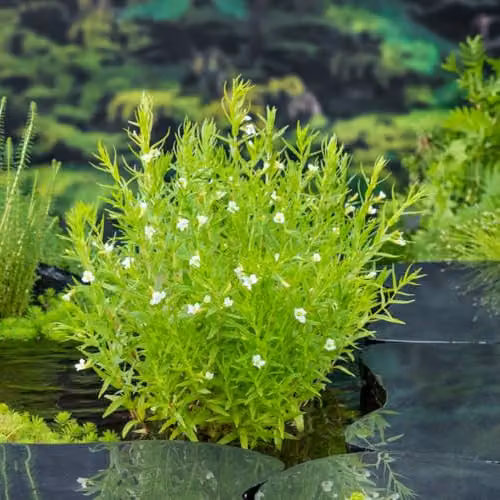 Thompson and Morgan Gratiola officinalis Summer Snowflake Marginal Aquatic Plant with White Blooms, 3 x 9cm Pots – 2