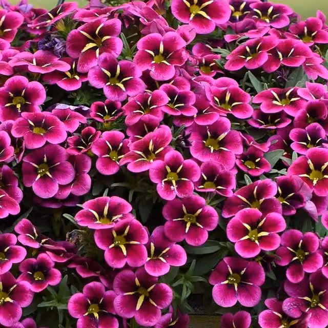 Plant Theory Set of 3 Cabaret Goodnight Kiss Mini Petunia Calibrachoa Balcabooni PBR Purple Bedding Plants in 9cm Pots